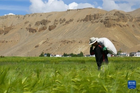 8月12日，西藏阿里地區(qū)普蘭縣赤德村村民在青稞田里勞作。