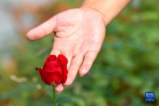 8月17日，吉林省德惠市朱城子鎮(zhèn)沿河村程雪家庭農(nóng)場的負責人楊雪在查看玫瑰花長勢。新華社記者 張楠 攝