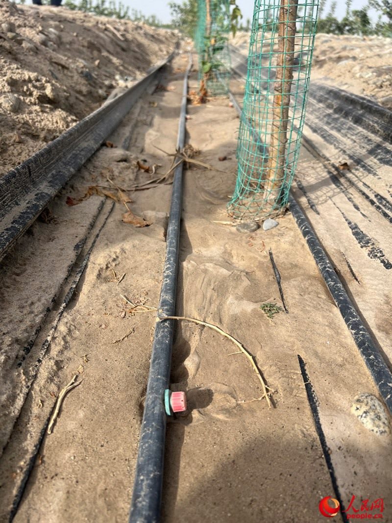 水肥一體化滴灌技術(shù)，可極大節(jié)約用水量。人民網(wǎng)記者 常雪梅攝