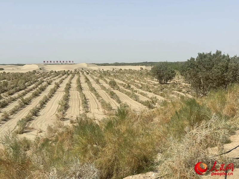 麥蓋提縣百萬畝防風固沙生態(tài)林建設工程。人民網(wǎng)記者 常雪梅攝