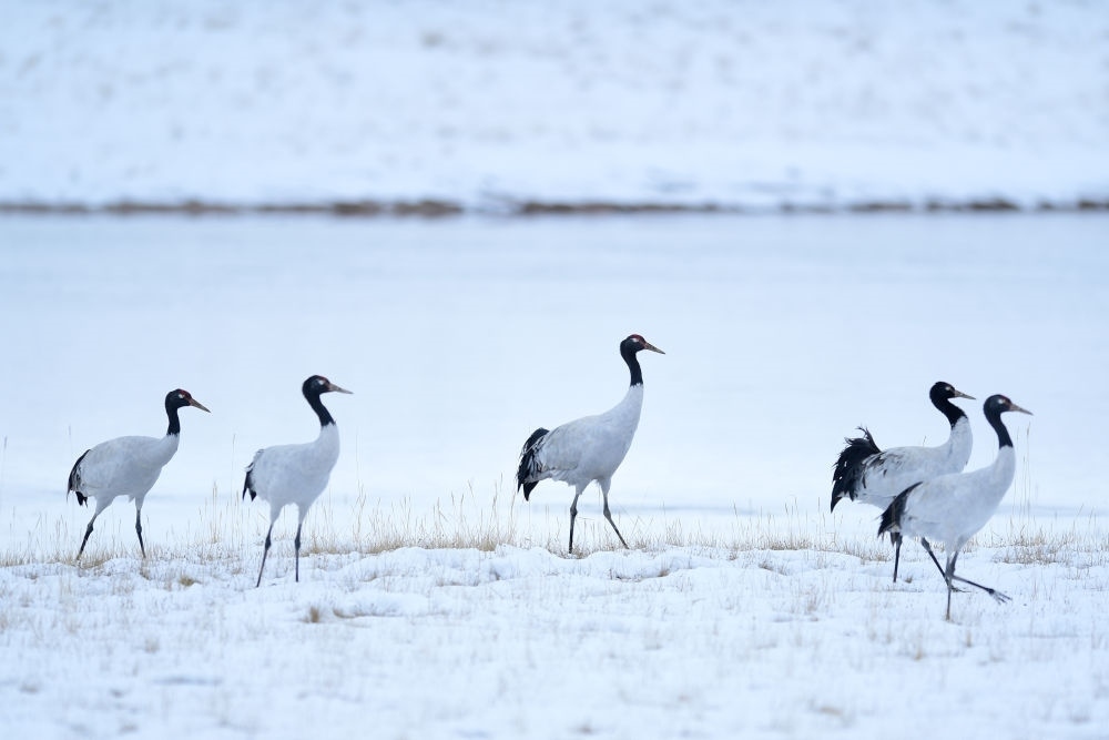 2021年10月21日在三江源國家公園黃河源園區(qū)內(nèi)拍攝的黑頸鶴。新華社記者 張龍 攝