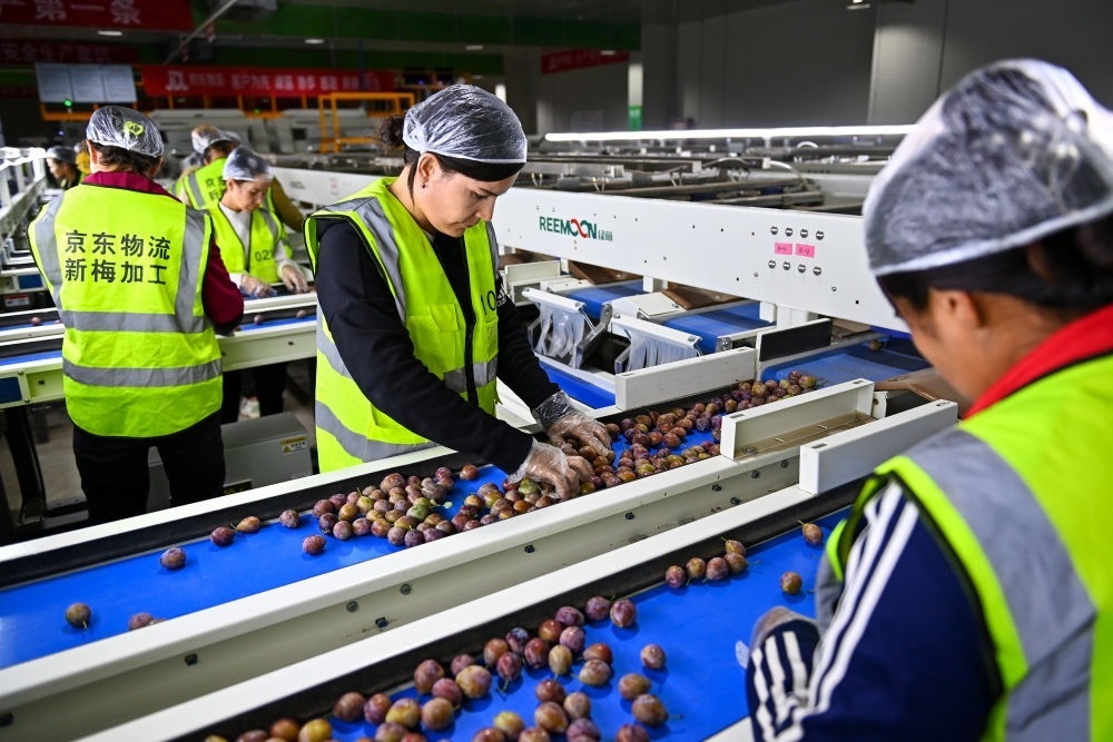 在新疆伽師縣粵伽新梅產(chǎn)業(yè)園內(nèi)的京東物流新疆智能供應(yīng)鏈中心，員工在智能分揀線檢查分選好的新梅（2023年8月30日攝）。新華社記者 丁磊 攝