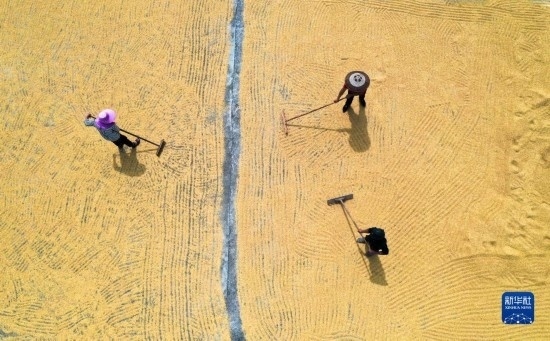 9月16日，湖南省郴州市桂陽縣流峰鎮(zhèn)農(nóng)民在晾曬稻谷（無人機(jī)照片）。