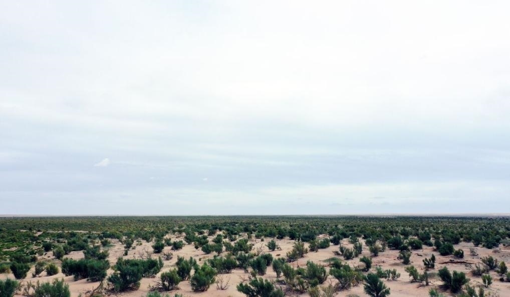 經(jīng)過封禁保護和人工種植梭梭后恢復(fù)綠色的草場（2023年9月12日攝）。新華社記者李云平 攝