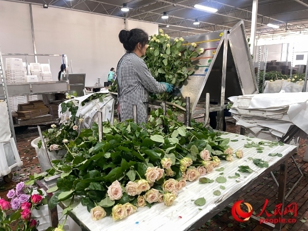 車間工人在整理花束。人民網(wǎng) 周靜圓攝