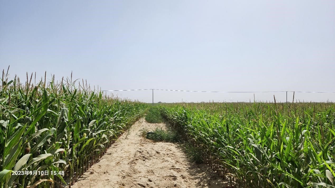 玉米改良40天后對(duì)比（左邊為改良組，右邊為對(duì)照組）。胡樹(shù)文團(tuán)隊(duì)供圖