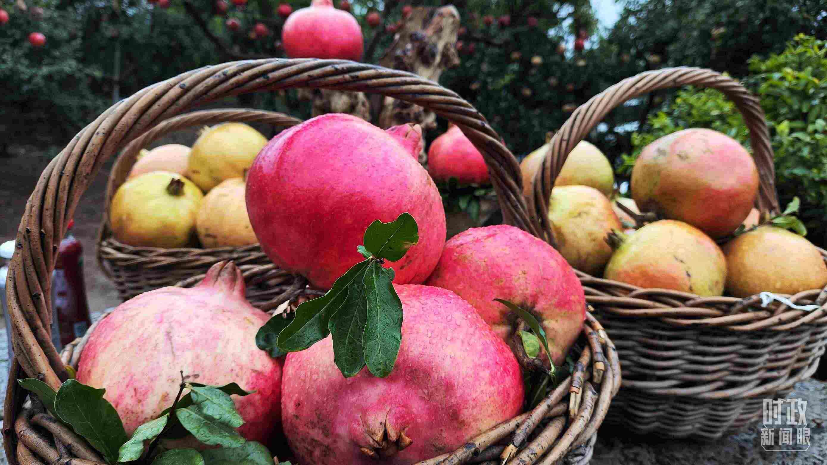 △種植園內(nèi)新鮮采摘的石榴。（總臺央視記者鐘信偉拍攝）