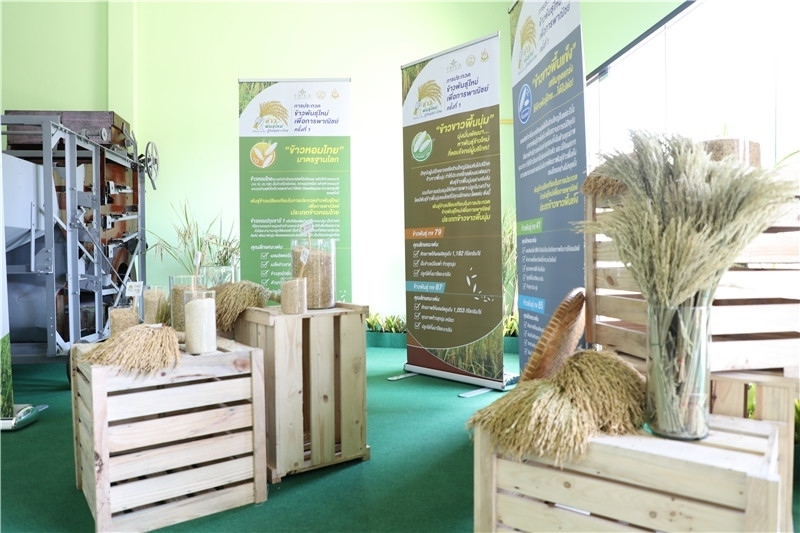 圖為泰國(guó)農(nóng)業(yè)與合作社部培育的優(yōu)質(zhì)稻種。泰國(guó)商務(wù)部供圖