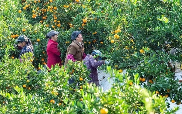 農(nóng)戶在果園中采摘果實。湖南省石門縣融媒體中心 唐亞翔攝
