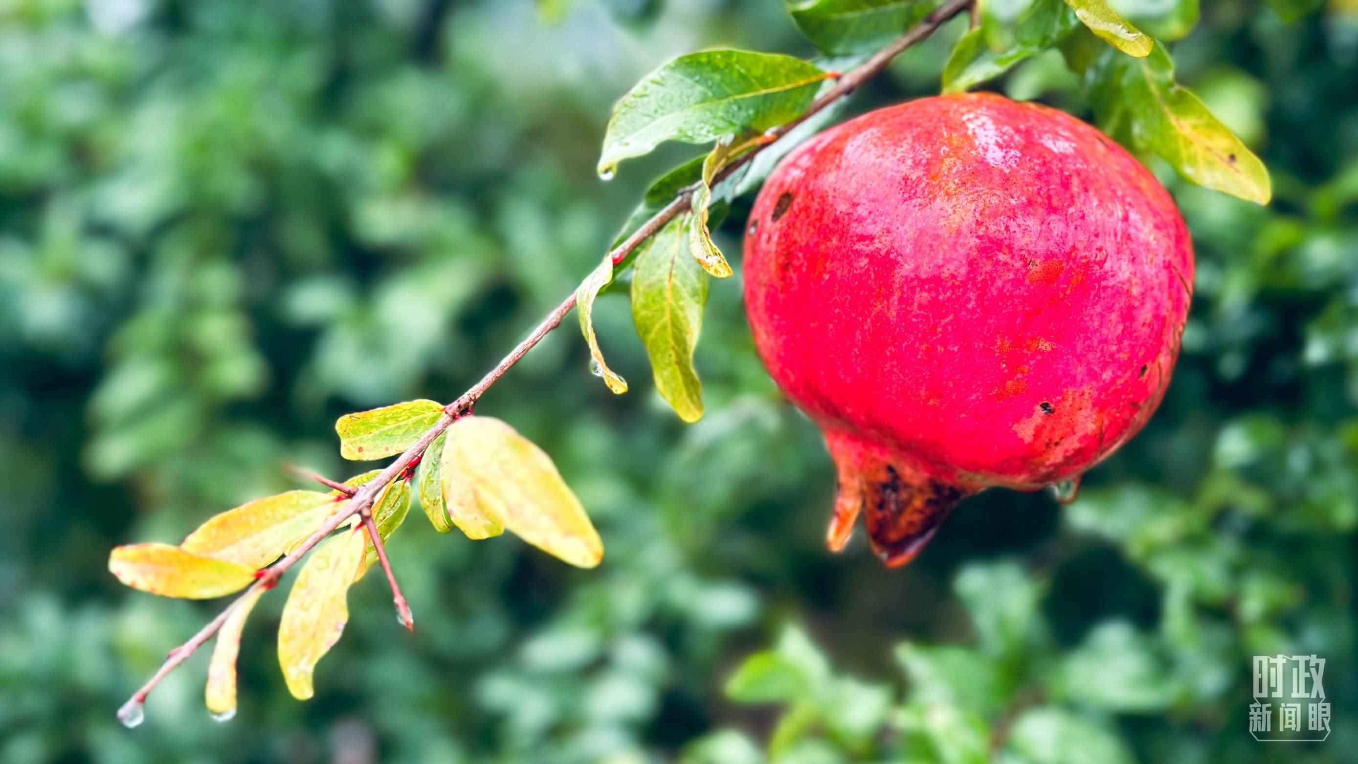△山東省棗莊市冠世榴園，石榴紅了。（總臺央視記者范一鳴拍攝）
