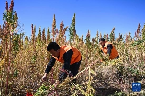 9月28日，農(nóng)民參加內(nèi)蒙古武川縣首屆藜麥開鐮節(jié)割藜麥比賽。