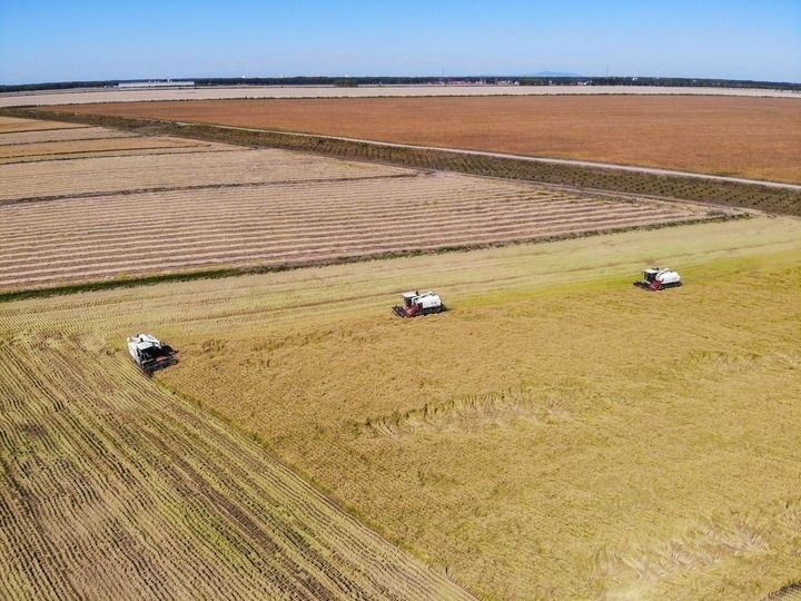 這是在位于黑龍江雙鴨山市友誼縣的北大荒農(nóng)業(yè)股份有限公司友誼分公司一地塊拍攝的水稻收獲現(xiàn)場（2023年9月21日攝，無人機(jī)照片）。新華社記者 王松 攝