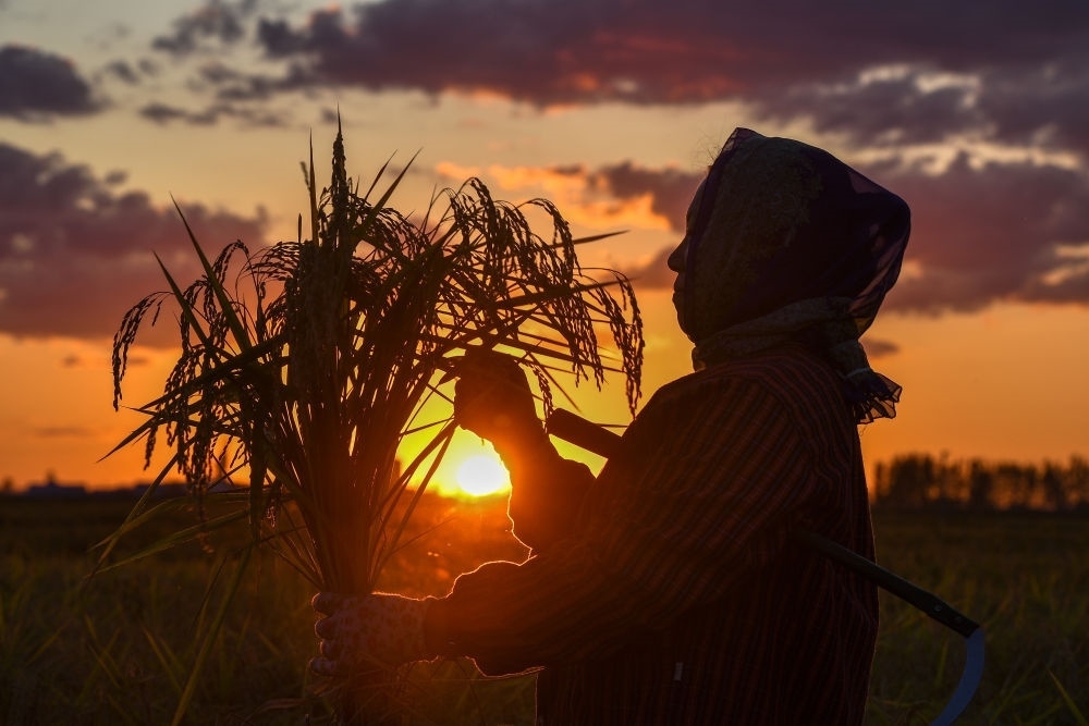 農(nóng)民在吉林省吉林市永吉縣萬昌鎮(zhèn)花家村收割水稻（2023年9月12日攝）。新華社記者 張楠 攝