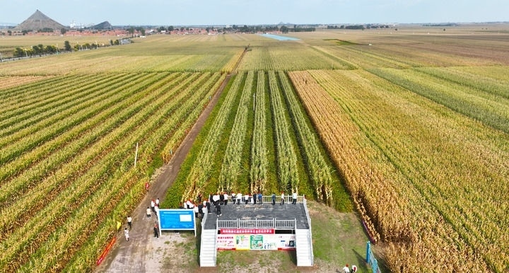 在遼寧省鐵嶺縣蔡牛鎮(zhèn)，外地農(nóng)民到張莊玉米合作社的大田里學(xué)習(xí)玉米選種和栽種技術(shù)（2023年9月26日攝，無人機(jī)照片）。新華社記者 楊青 攝