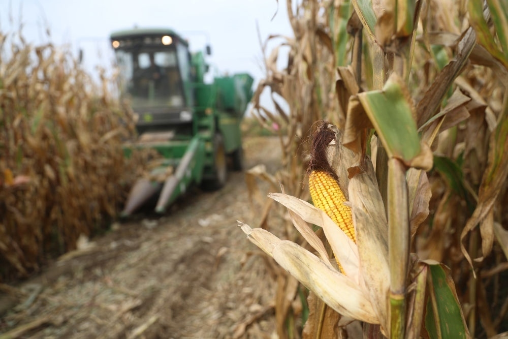 在遼寧省鐵嶺縣蔡牛鎮(zhèn)玉米田里，農(nóng)民駕駛農(nóng)機(jī)收割玉米（2023年9月26日攝）。新華社記者 楊青 攝