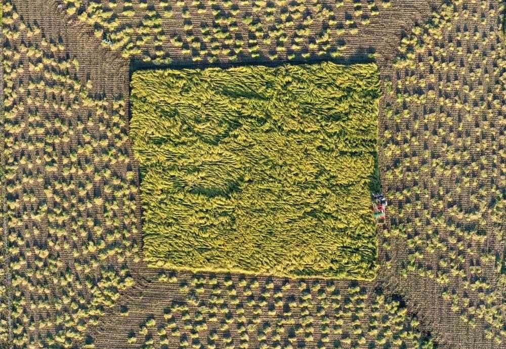 在吉林省舒蘭市平安鎮(zhèn)金星村，農(nóng)民駕駛農(nóng)機(jī)收割水稻（2023年9月21日攝，無人機(jī)照片）。新華社記者 張楠 攝