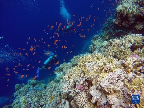  10月2日，人們?cè)诎＜拔髂伟雿u達(dá)哈布藍(lán)洞內(nèi)的珊瑚旁深潛。新華社記者 隋先凱 攝