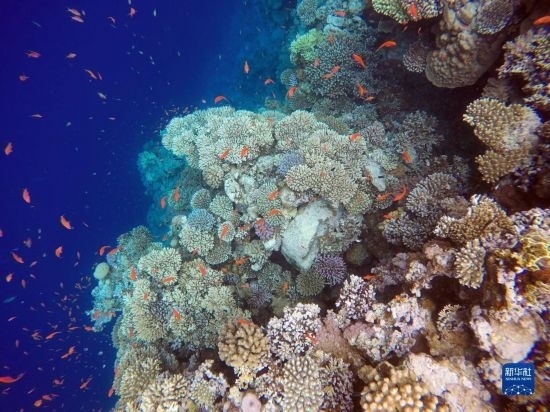  這是10月2日在埃及西奈半島達(dá)哈布藍(lán)洞內(nèi)拍攝的珊瑚和魚(yú)類(lèi)。新華社記者 隋先凱 攝