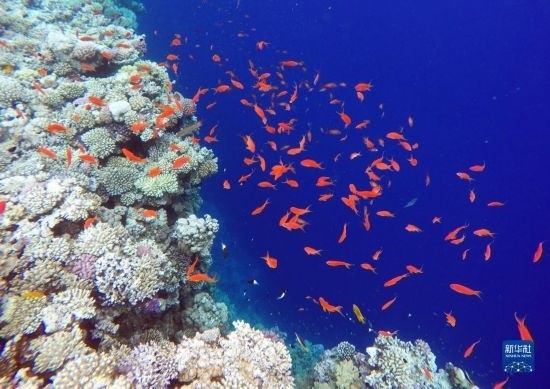  這是10月2日在埃及西奈半島達(dá)哈布藍(lán)洞內(nèi)拍攝的珊瑚和魚(yú)類(lèi)。新華社記者 隋先凱 攝