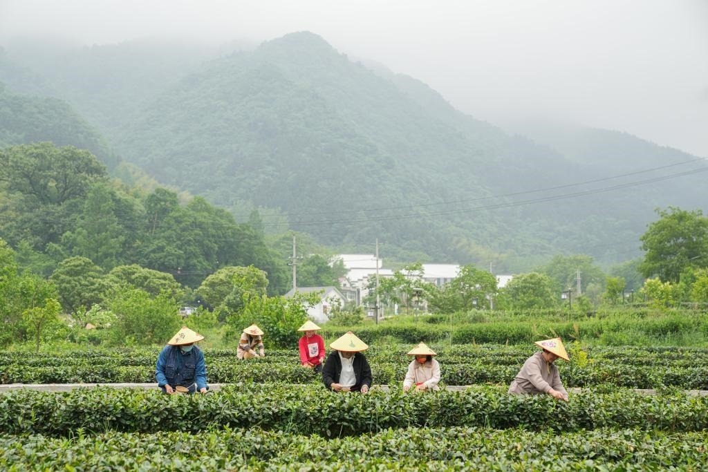 2022年5月11日，村民在大灣村生態(tài)茶園內(nèi)采摘茶葉。新華社記者杜宇攝