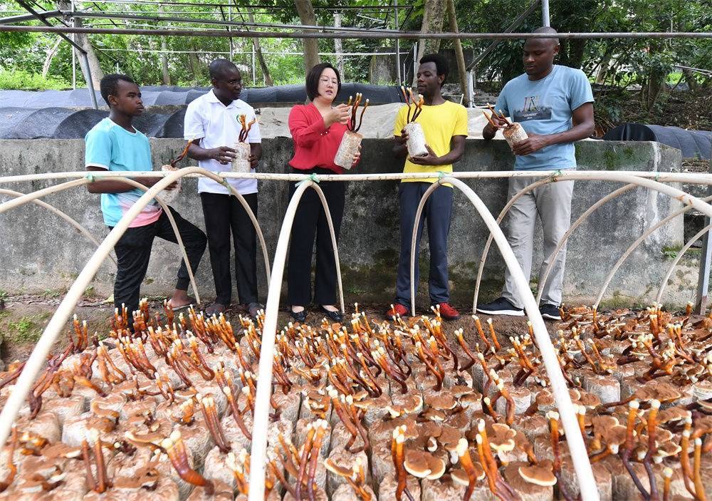 2021年8月12日，福建農(nóng)林大學(xué)國家菌草工程技術(shù)研究中心副主任林冬梅（中）為非洲留學(xué)生講解菌草鹿角靈芝的栽培情況。新華社記者 林善傳 攝