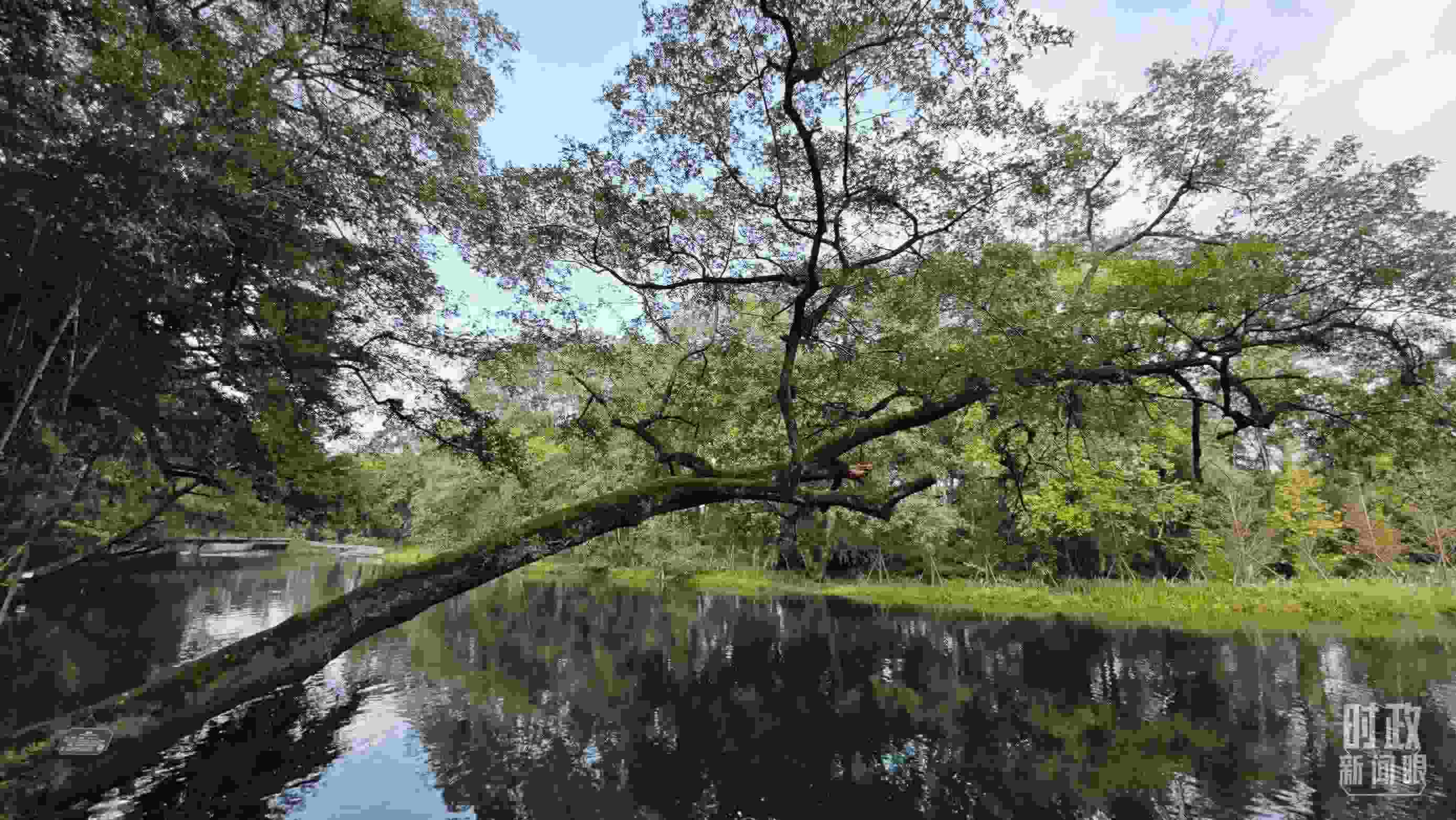 △饒河源國家濕地公園。（總臺央視記者郁振一拍攝）