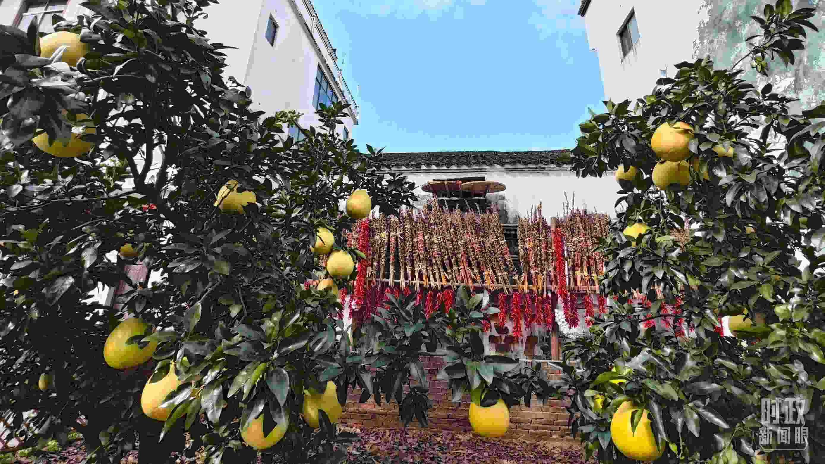 △石門村農(nóng)家小院里碩果累累。（總臺央視記者許永松拍攝）