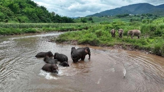 野生亞洲象組團(tuán)泡澡降溫解暑。何有剛攝