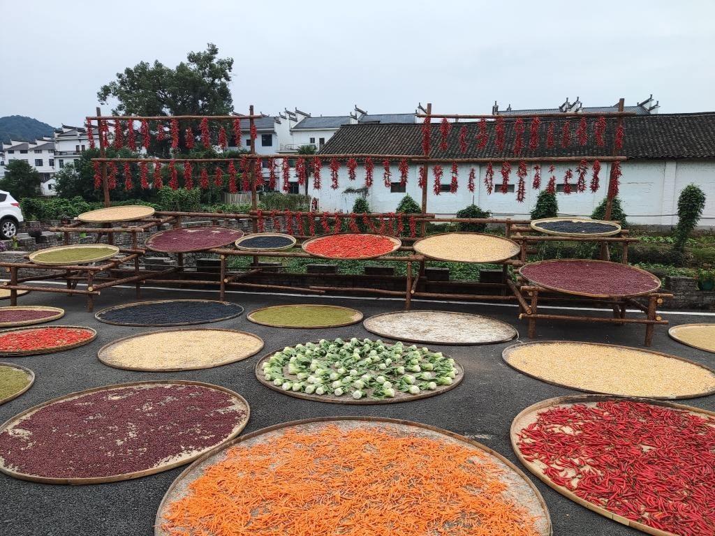 近日，江西省上饒市婺源縣秋口鎮(zhèn)王村村民晾曬的農(nóng)作物。新華社記者 劉佳敏 攝