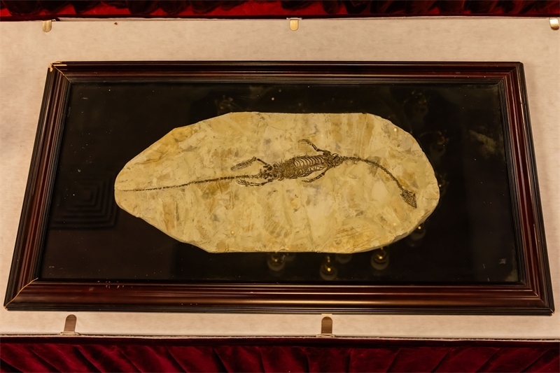 潛龍化石。國(guó)家文物局供圖