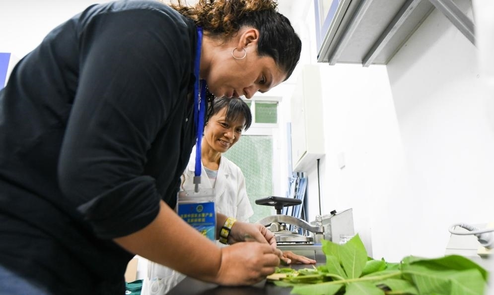 9月17日，來自哥倫比亞的研修班學(xué)員埃文·奧拉亞（左）在中國專家的指導(dǎo)下學(xué)習(xí)實操木薯組培快速繁育技術(shù)。