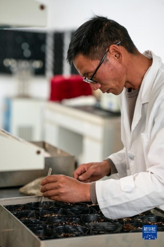 技術(shù)員田連通在實(shí)驗(yàn)室播種太空種子（4月3日攝）。