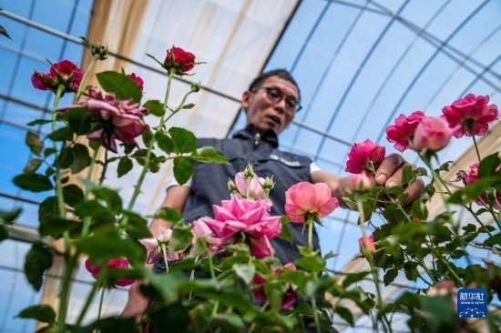 在云南省安寧市現(xiàn)代農(nóng)業(yè)園區(qū)玫瑰種植示范園，技術(shù)員田連通觀察玫瑰花（10月20日攝）。