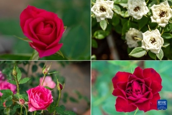 這是云南省安寧市現(xiàn)代農(nóng)業(yè)園區(qū)玫瑰種植示范園里玫瑰新品種的拼版照片。