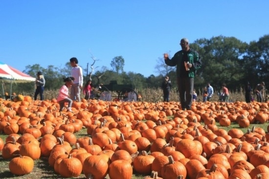  2020年10月31日，在美國(guó)新奧爾良市，人們?cè)谀瞎限r(nóng)場(chǎng)里玩耍。新華社發(fā)（魏蘭攝）