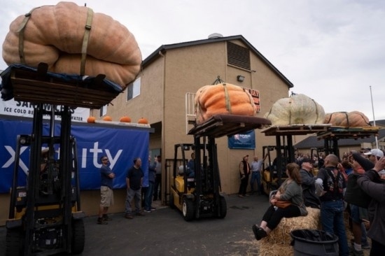  10月9日，在美國(guó)加利福尼亞州圣馬特奧縣半月灣舉行的南瓜稱重大賽現(xiàn)場(chǎng)，人們圍觀參賽的南瓜。新華社發(fā)（李建國(guó)攝）