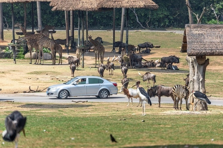 長隆野生動物世界園區(qū)內(nèi)，各類動物生活在一起。鄧泳怡 攝
