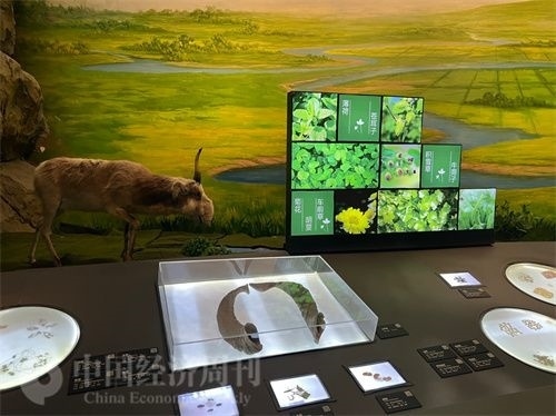  （中醫(yī)藥博物館展出的各類中藥材令人應(yīng)接不暇。中國經(jīng)濟(jì)周刊記者 郭志強(qiáng) 攝）