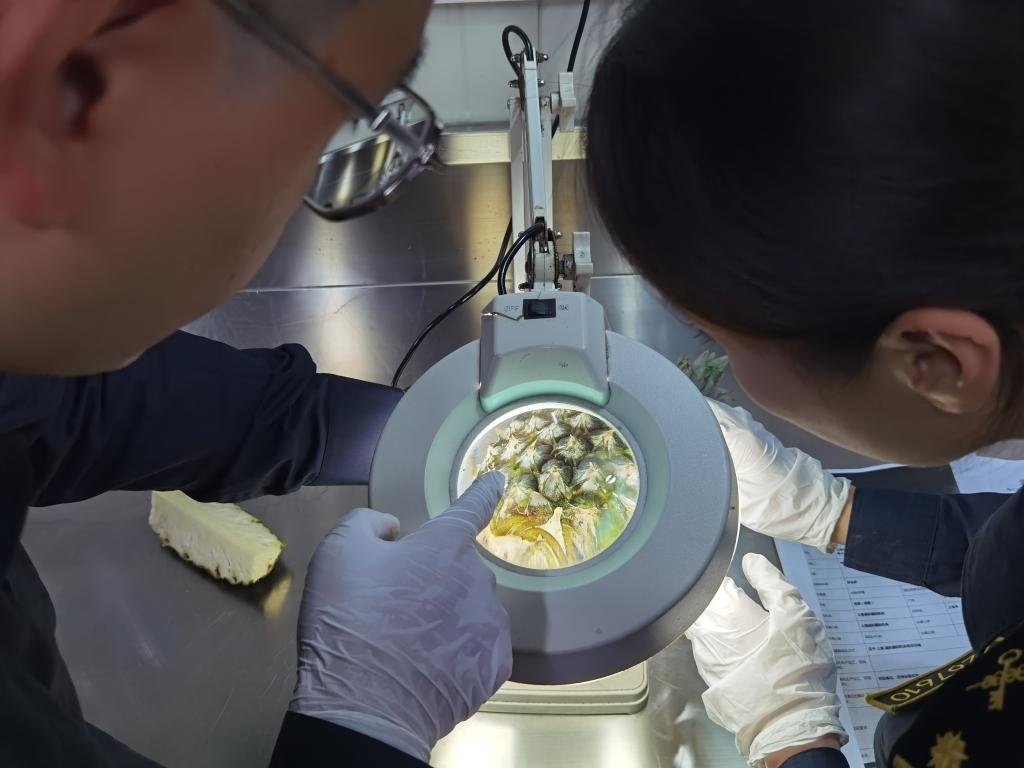 11月3日，上海海關(guān)關(guān)員對(duì)首批入境中國、參展第六屆進(jìn)博會(huì)的貝寧菠蘿進(jìn)行檢驗(yàn)檢疫。新華社記者 吳宇 攝