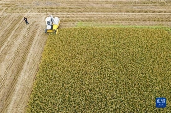 11月4日，在南通市通州區(qū)十總鎮(zhèn)育民村農(nóng)場(chǎng)，一臺(tái)設(shè)置好參數(shù)的無人收割機(jī)在工作中（無人機(jī)照片）。