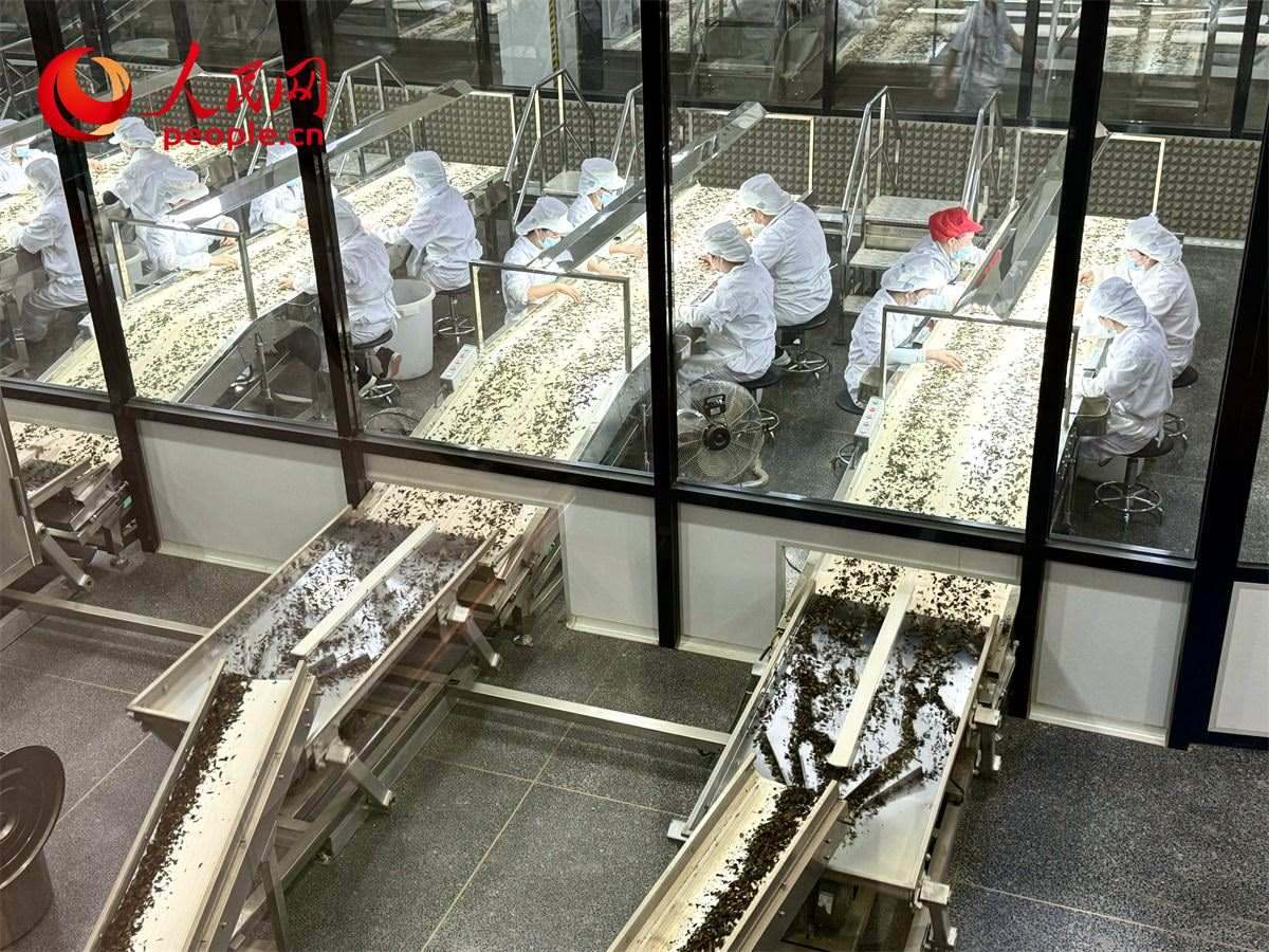工人在對(duì)茶葉進(jìn)行目視揀剔。人民網(wǎng)記者 劉微攝