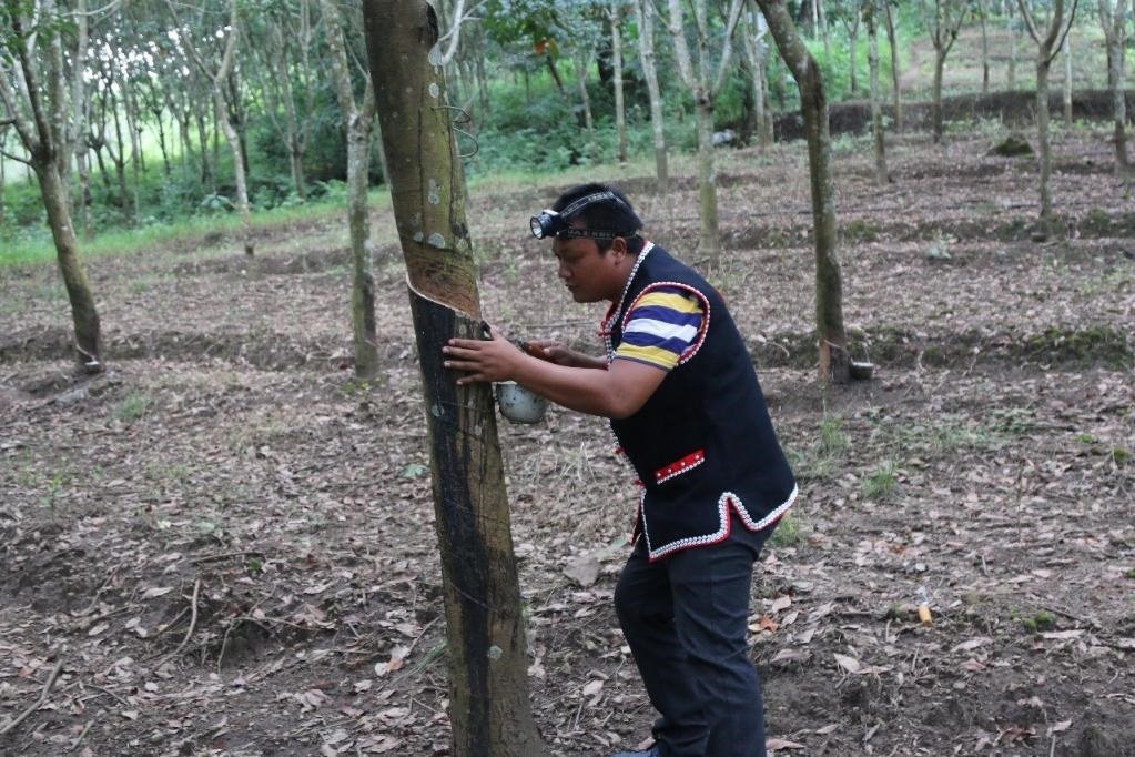 2017年10月，云南省永德縣團(tuán)樹村佤族膠農(nóng)蔣文富在割膠