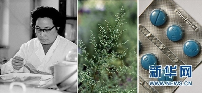 屠呦呦、青蒿和抗瘧疾成藥（拼版資料照片）