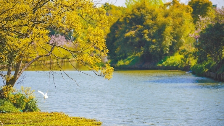  碧波蕩漾 浙江嘉興市海鹽縣望海街道永福社區(qū)荷花池，一汪碧水波光粼粼，風(fēng)光旖旎。當(dāng)?shù)厥冀K堅持綠色發(fā)展，促進(jìn)人與自然和諧共生。 肖弗勒模具（嘉興）有限公司德國籍經(jīng)理 湯姆·魯特納攝 “當(dāng)?shù)卮迕窀嬖V我，如今環(huán)境變好了，茶余飯后，大家都會到河邊散散步，欣賞美景，和鄰居聊聊天。我想，好生態(tài)是大自然的饋贈，更是長三角地區(qū)大力治理生態(tài)環(huán)境的結(jié)果。希望美麗中國的綠色發(fā)展之路越走越好?！? /></p> <p style=