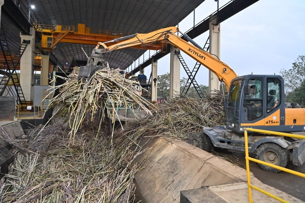 12月14日，在廣西來賓東糖鳳凰有限公司，員工操作機械將甘蔗投入傳送帶，準備送往壓榨車間。