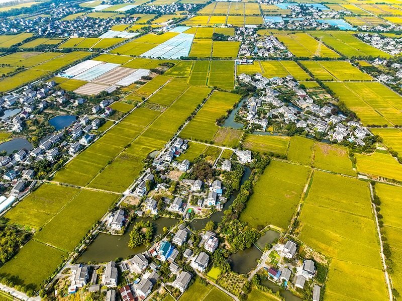 2023年10月22日，浙江海寧市黃灣鎮(zhèn)，金秋時(shí)節(jié)，金黃色的稻田與美麗鄉(xiāng)村構(gòu)成一幅寧靜祥和的畫卷。