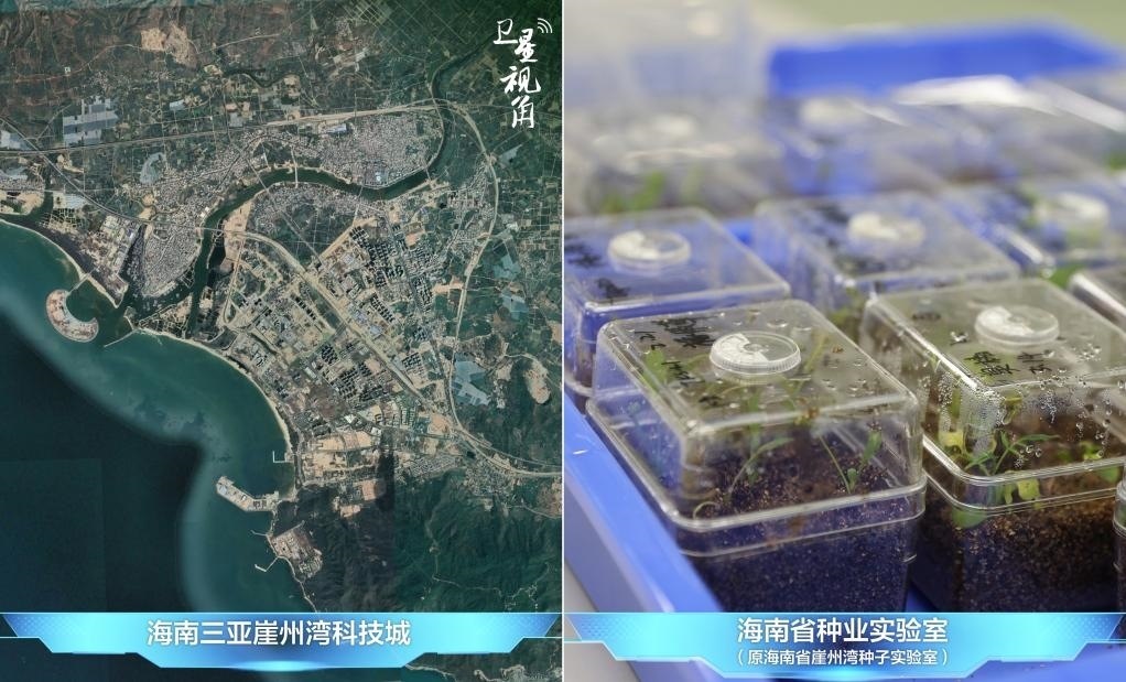 位于三亞崖州灣科技城的海南省種業(yè)實驗室（原海南省崖州灣種子實驗室）將形成輻射全國和“一帶一路”沿線國家的種子科學技術(shù)創(chuàng)新中心。