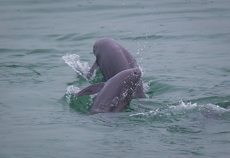 2021年5月10日，在湖北省宜昌市江邊，長江江豚在水中嬉戲。