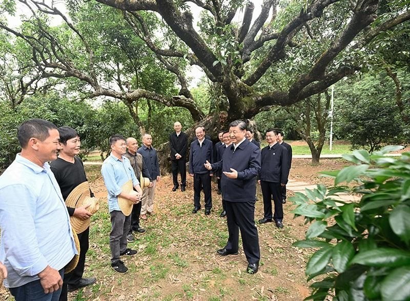 2023年4月11日，習(xí)近平總書(shū)記在廣東茂名柏橋村荔枝種植園，同現(xiàn)場(chǎng)技術(shù)人員親切交流。