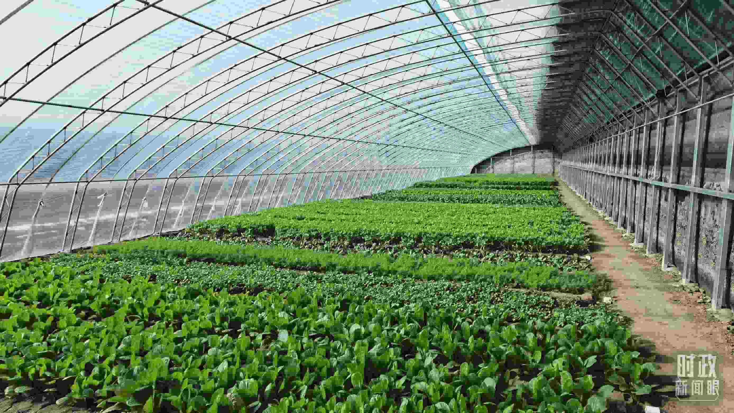 △第六埠村蔬菜大棚。（總臺(tái)央視記者郭鴻拍攝）
